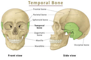 Anatomy of the temporal region