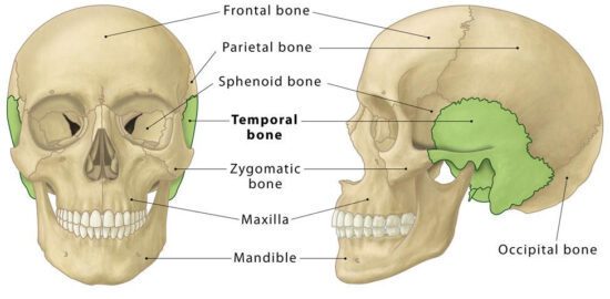 Anatomy of the temporal region