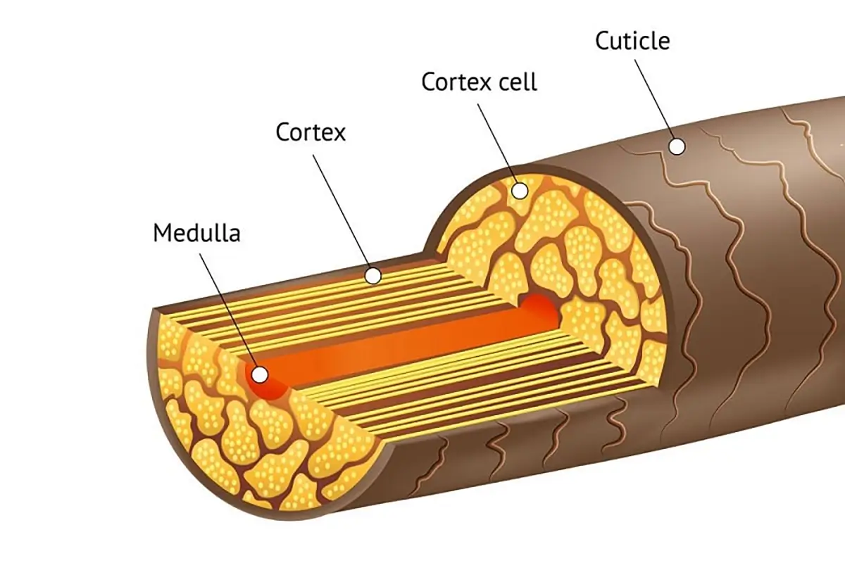 آناتومی و فیزیولوژی مو